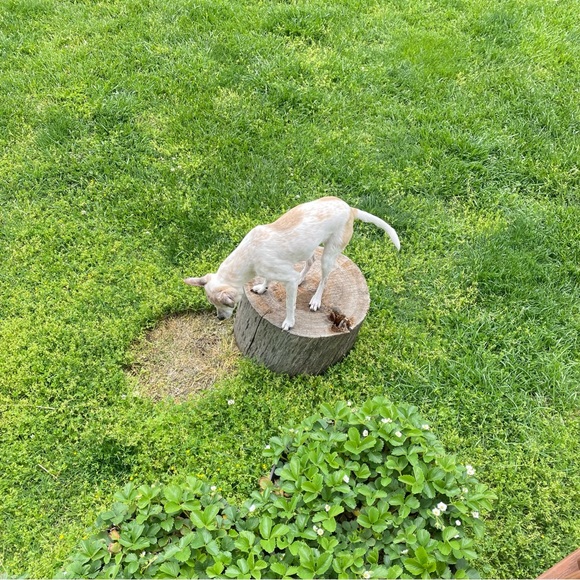 SWEET HAZEL - Picture 10 of 16